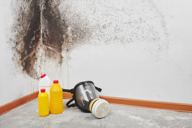 Best Local Mold Removal Service  in Burke Centre, VA