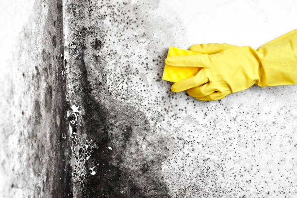 Best Emergency Mold Removal  in Burke Centre, VA