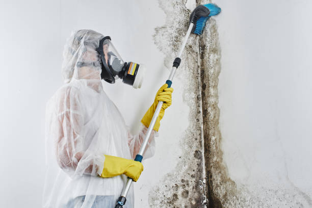 Best Office Mold Removal Services  in Burke Centre, VA