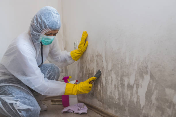 Best Emergency Mold Removal  in Burke Centre, VA