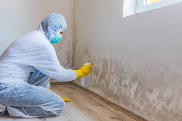 Best Toxic Mold Removal  in Burke Centre, VA