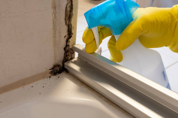 Best Mold Remediation  in Burke Centre, VA