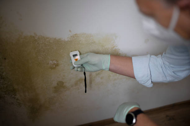 Best Crawl Space Mold Removal  in Burke Centre, VA