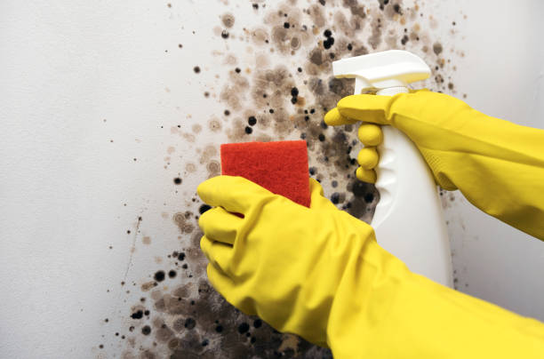 Home Mold Removal in Burke Centre, VA