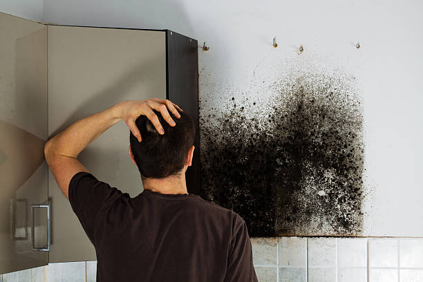 Best Affordable Mold Removal  in Burke Centre, VA