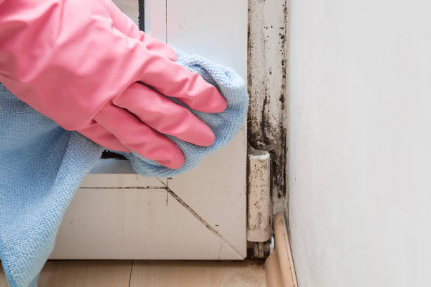 Best Professional Mold Removal  in Burke Centre, VA