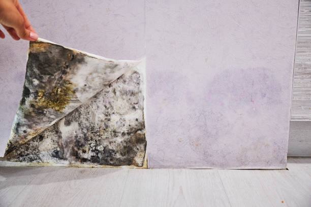Best Black Mold Removal  in Burke Centre, VA